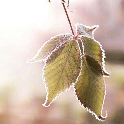 bandao彩票下载截图